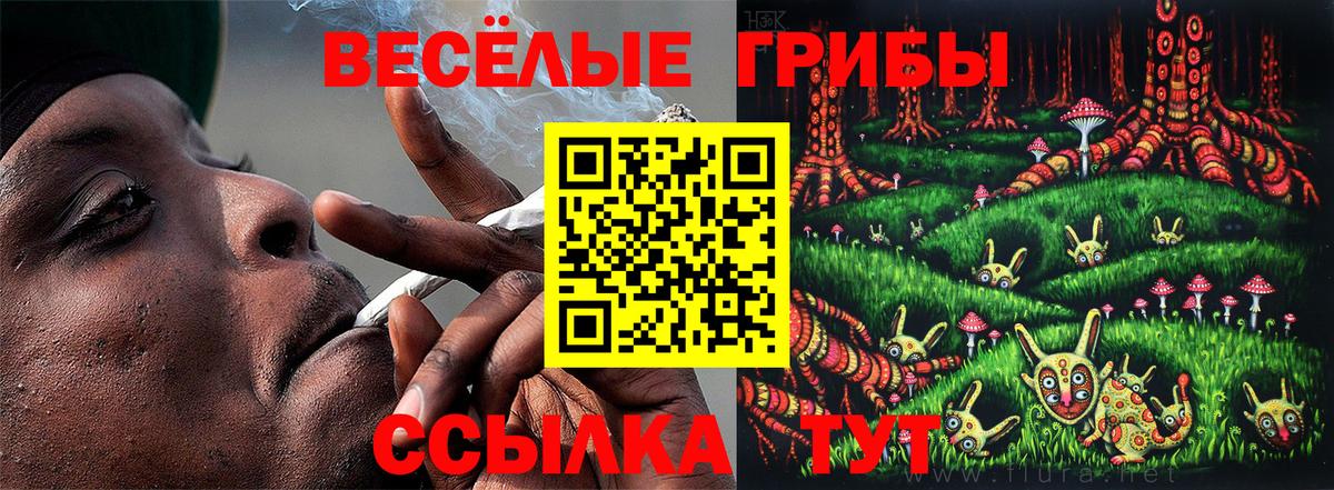Галлюциногенные грибы Psilocybe Десногорск
